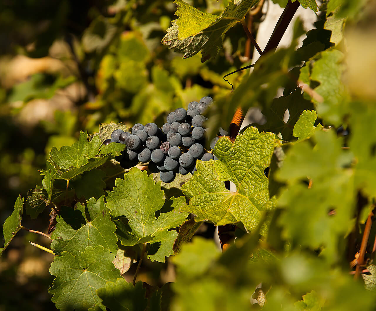 Grape varieties Malescot Saint-Exupery